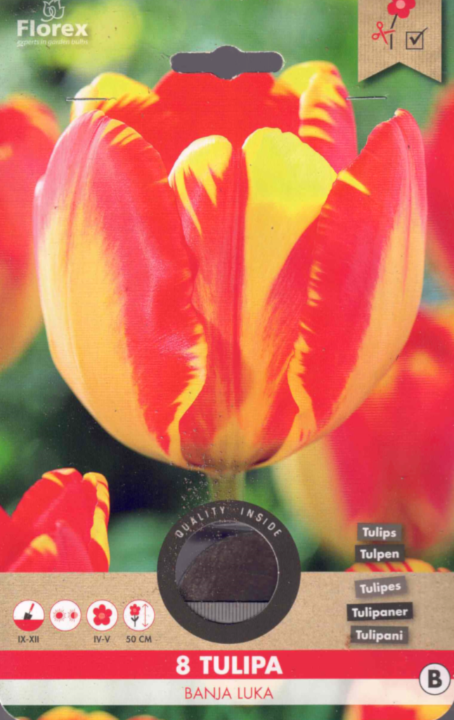 8 Tulpenzwiebeln Banja Luka gelb-rote Darwin Tulpe 50 cm hoch