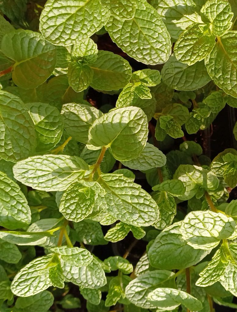 Kubanito-Minze (Cubanito) – Die aromatische Cocktail-Minze im Topf - Mentha x villosa