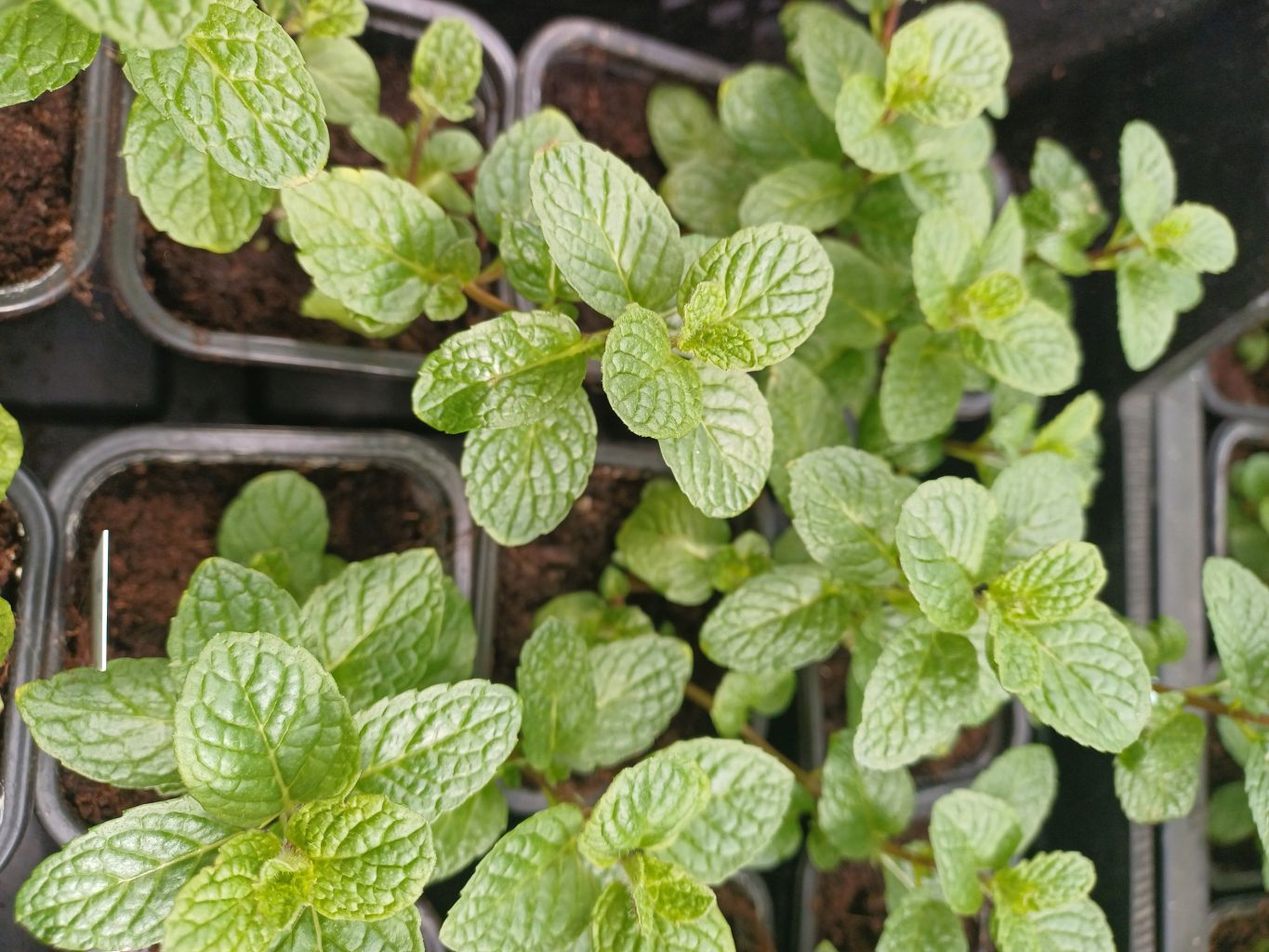 Kubanito-Minze (Cubanito) – Die aromatische Cocktail-Minze im Topf - Mentha x villosa