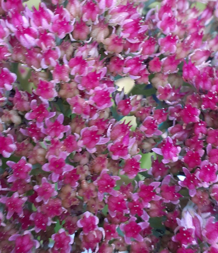 Fette Henne ‘Herbstfreude’ – Sedum telephium - 4er-Set Stauden für Beet & Balkon, Fetthenne