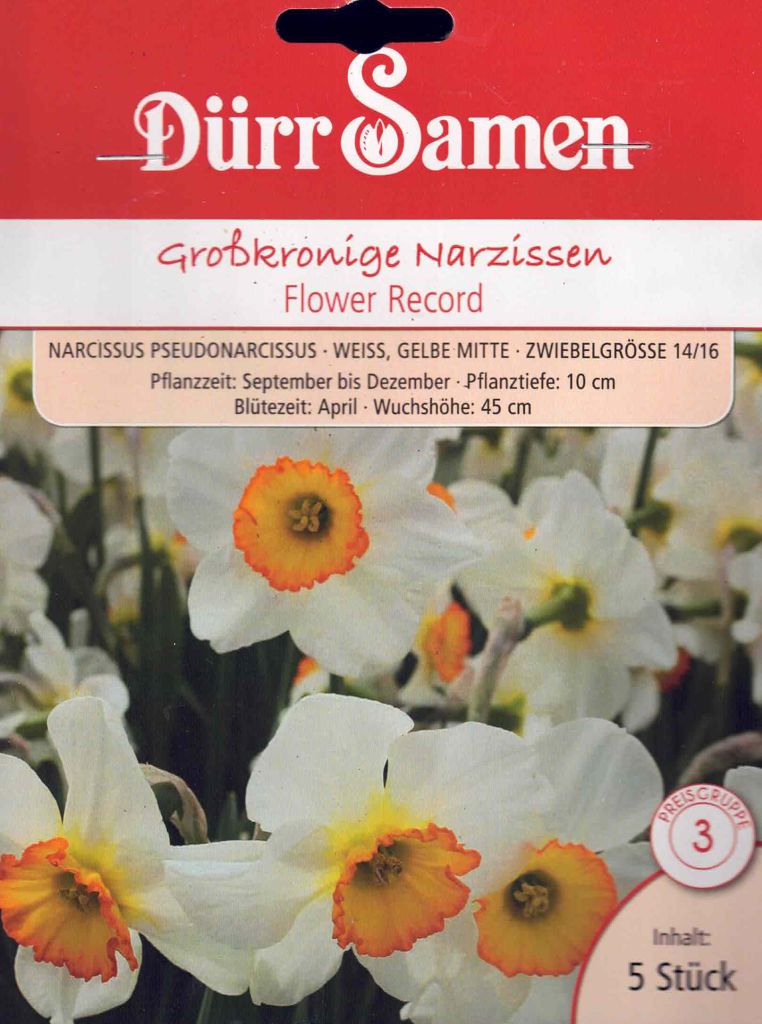 großkronige Narzisse, Flower Record, weiß mit orangener Krone, Blumenzwiebeln Größe 12/14