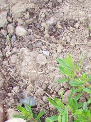Kaskadenthymian Thymus longicaulis ssp odoratus - besonders wrzig