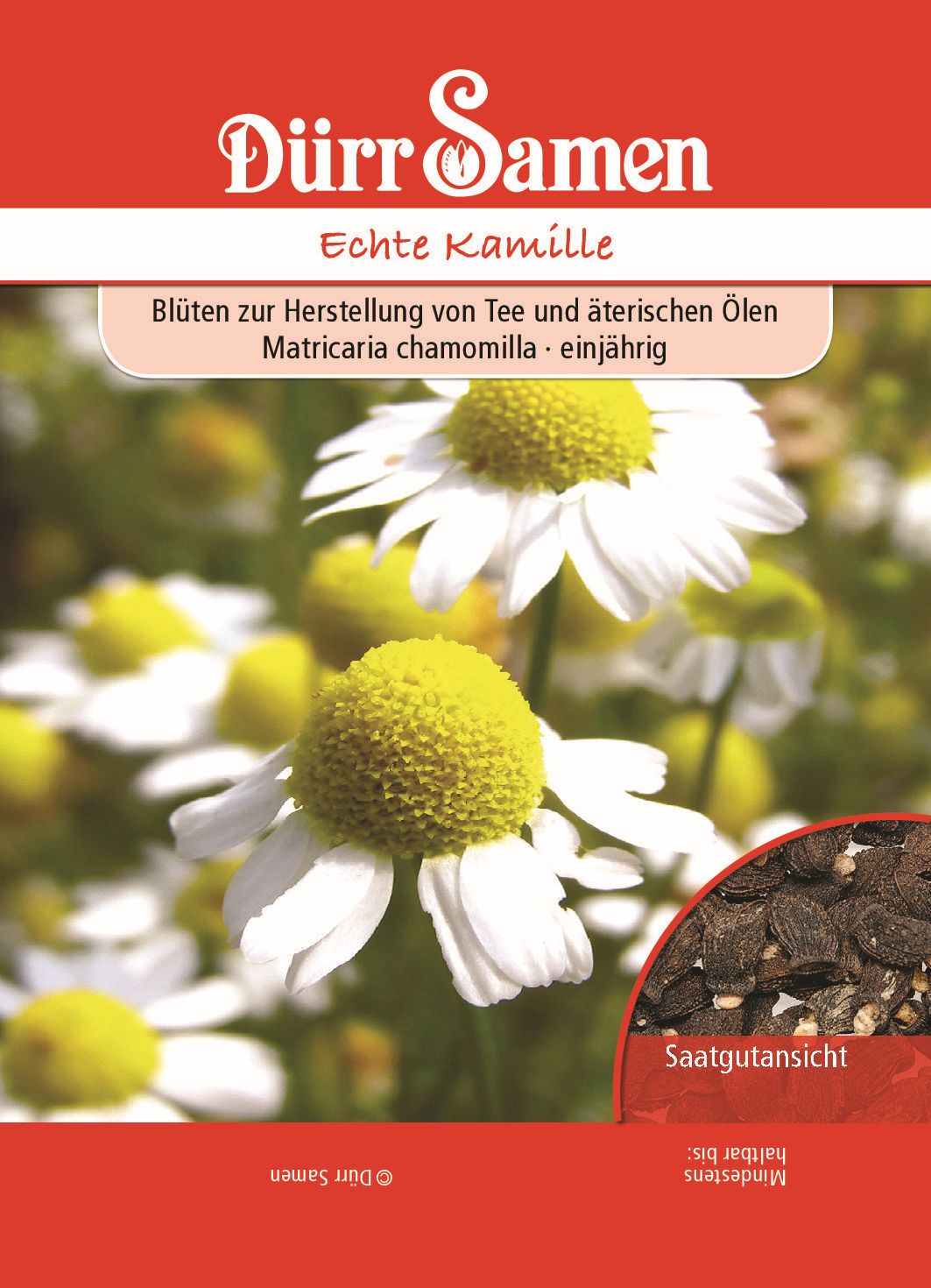 Echte Kamille, Matricaria chamomilla, Samen Dürr
