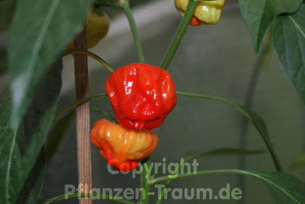 Chilipflanze Jamaican Red Hot Capsicum chinense Schärfe 9 - 10