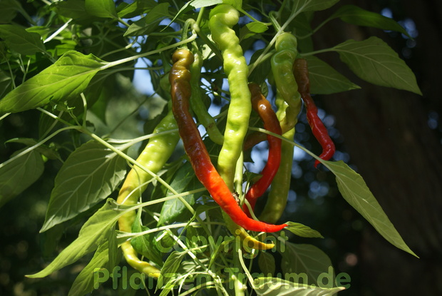 Chili Samen Lombardo Capsicum annuum Schärfe 1