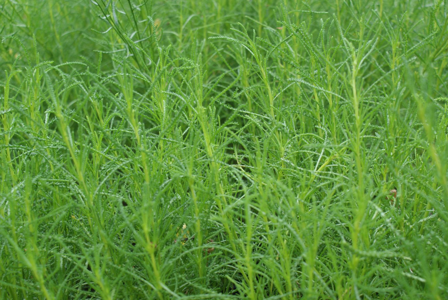 Olivenkraut Pflanze Santolina viridis