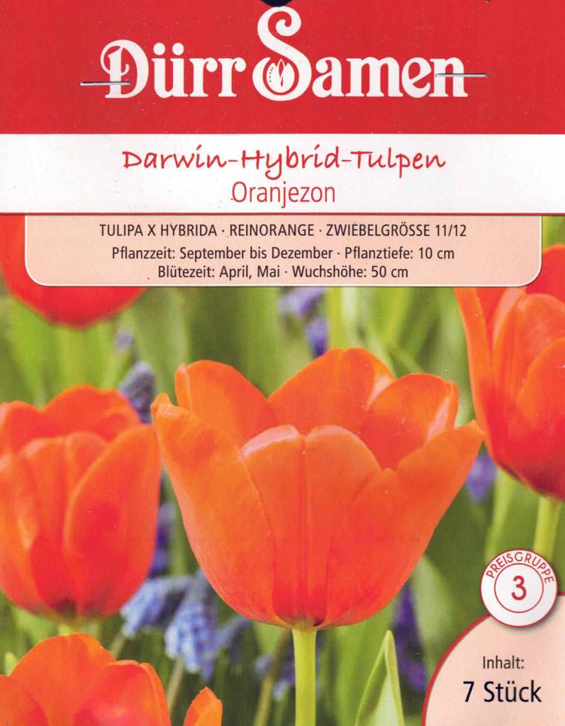 Darwin-Tulpe ‘Oranjezon’ – orange Tulpenzwiebeln  Größe 11/12