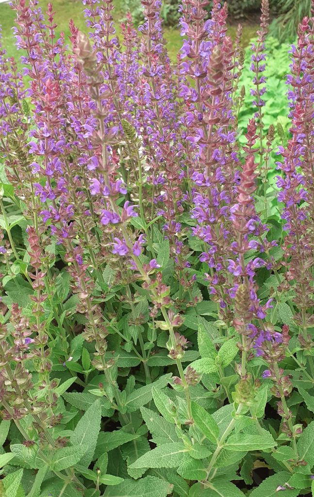 Salvia nemorosa 'Ostfriesland' - Steppen-Salbei Staude