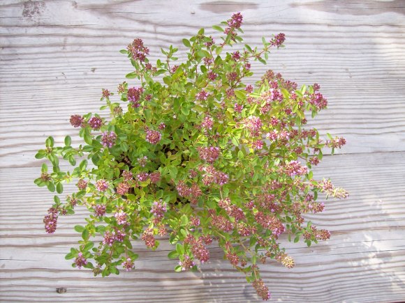 Sandthymian Thymus serpyllum