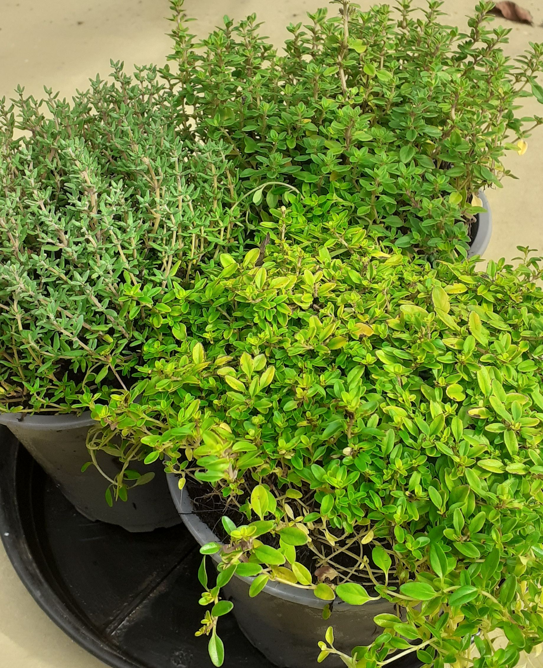 Thymian-Vielfalt im Kräuterangebot – 3 aromatische Sorten für Garten & Küche! Thymian-Vielfalt im Kräuterangebot – 3 aromatische Sorten für Garten & Küche!