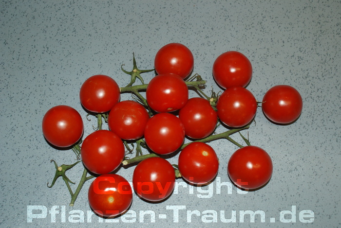 Tomaten Samen Tiny Tim Cherrytomate Lycopersicum l. Balkontomate