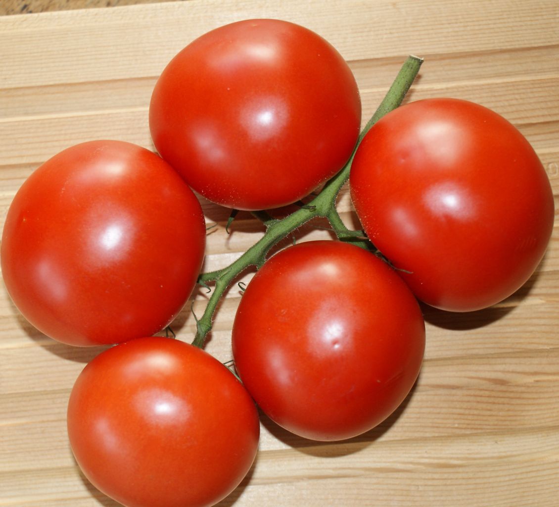 Tomaten Pflanze Moneymaker Stabtomate Lycopersicum lycopersicum