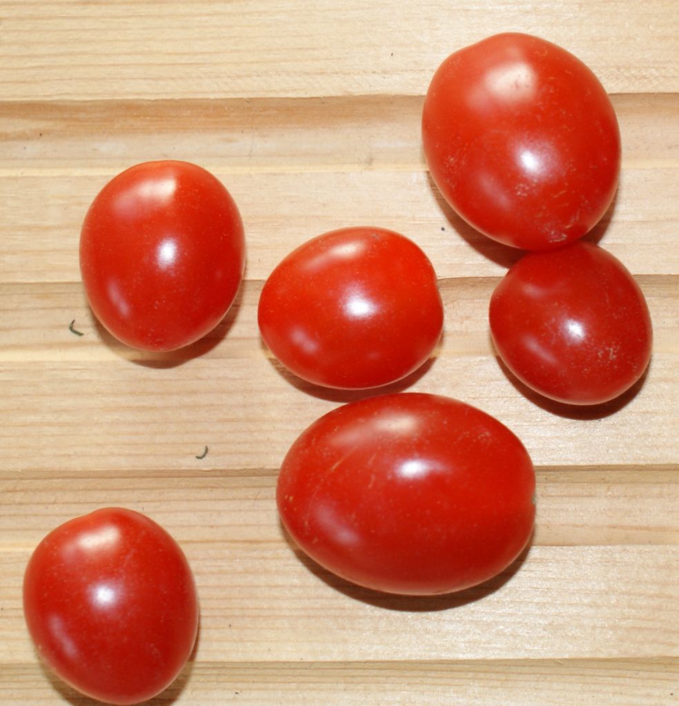 Tomaten Principe Borghese Coctailtomate Pflanze