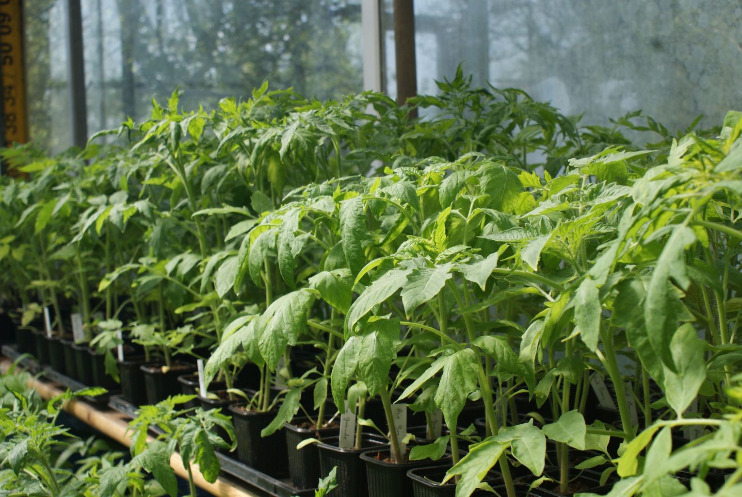 Tomaten Cour di Bue Fleischtomate Ochsenherz Jungpflanze, Pflanz