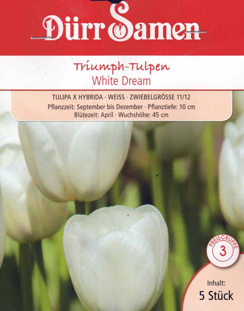 Triumph-Tulpen White Dream weiß Blumenzwiebeln Größe 11/12