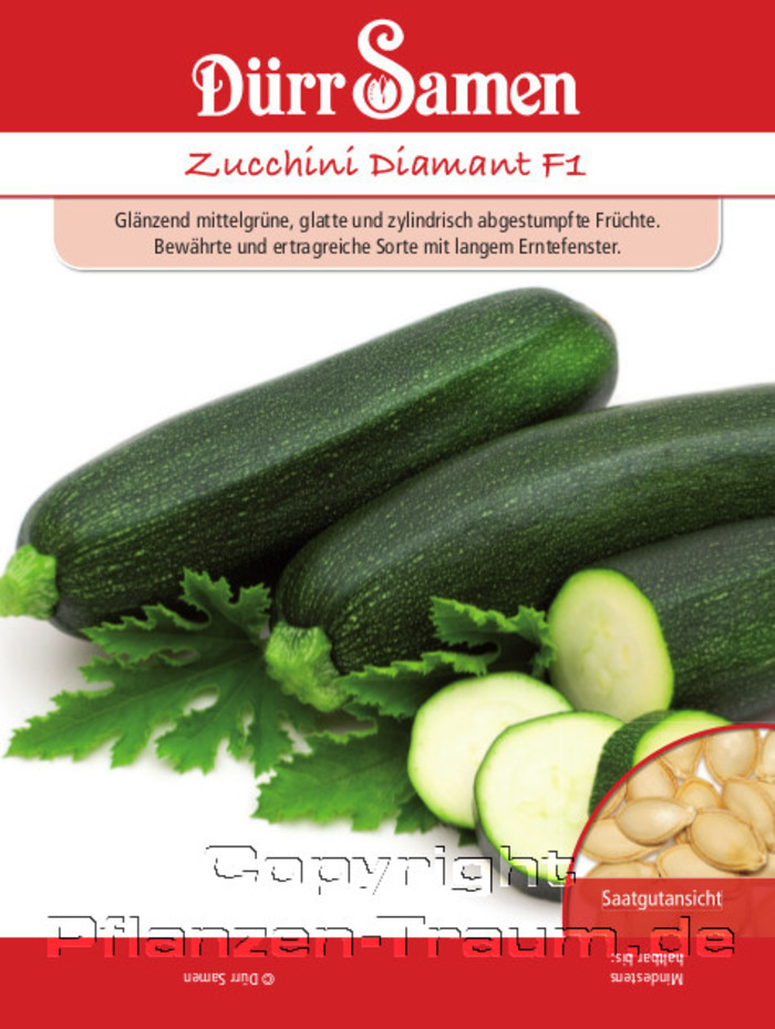 Zucchini Diamant F1 Samen, Cucurbita pepo, Samen Dürr